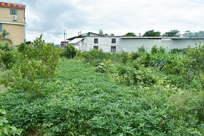 蔬菜基地