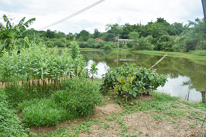 蔬菜基地